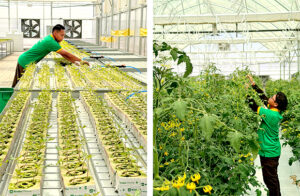 UNS Vertical Farms Al Ain photo 4 copy